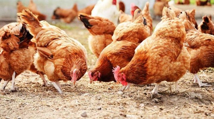 cách diệt mạt gà