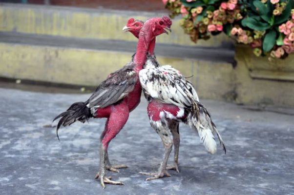 Cho gà chạy lồng để tăng độ lì đòn