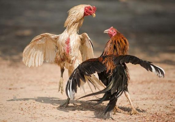 Cách nuôi gà chọi C1