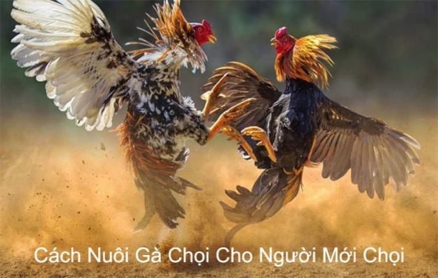 Cách nuôi gà chọi cho người mới chọi
