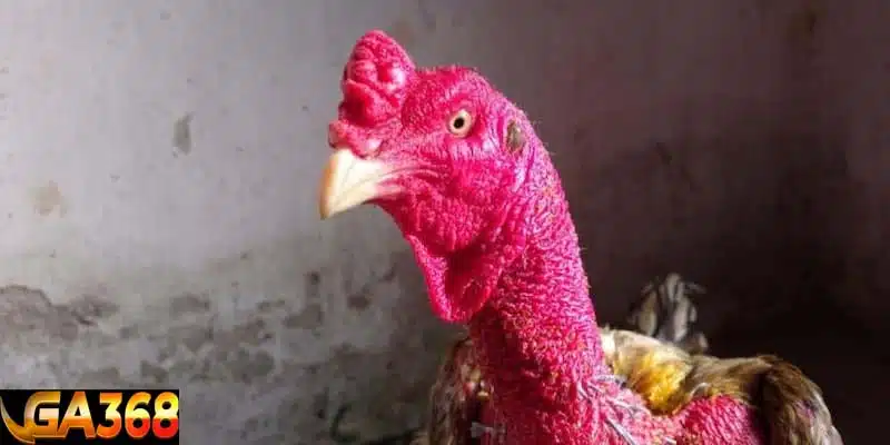 Quần sương để da gà đỏ đẹp hơn