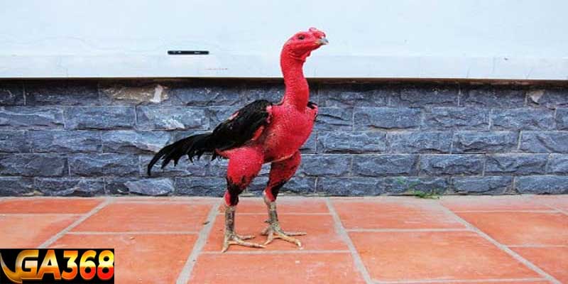 cách nuôi gà chọi đỏ đẹp Tại sao người ta muốn gà có da đỏ?