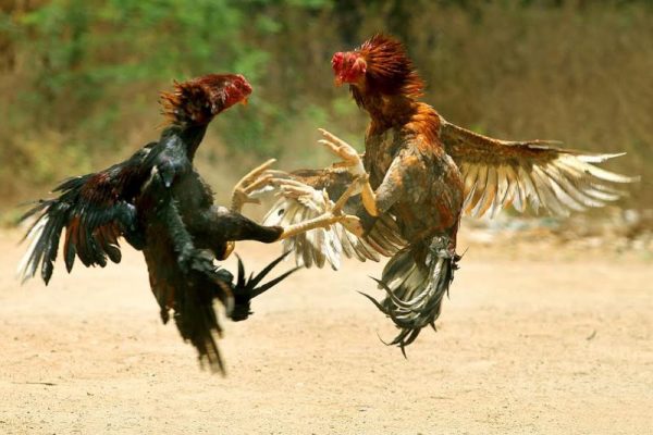 Cách vần gà tơ