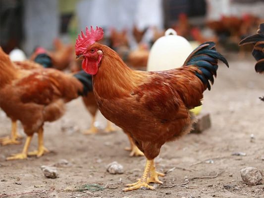 Gà Ri là giống kê như thế nào?