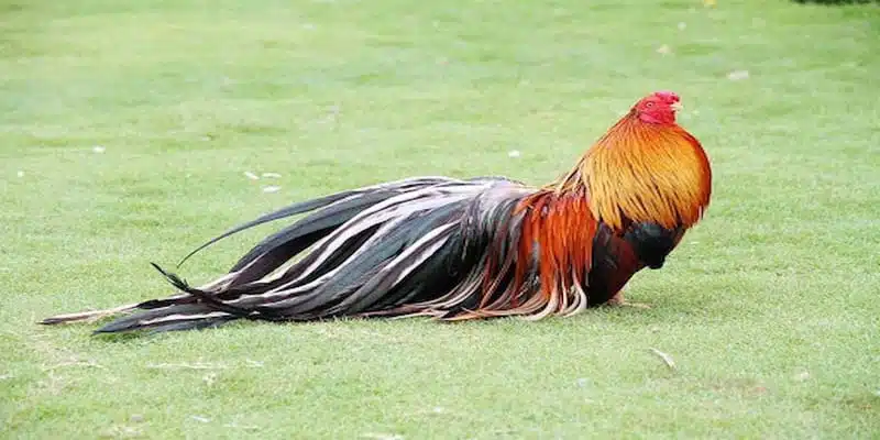 Giá gà tre cảnh Tân Châu