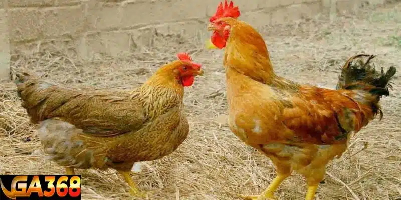 Dùng thuốc điều trị bệnh ORT trên gà chuyên dụng