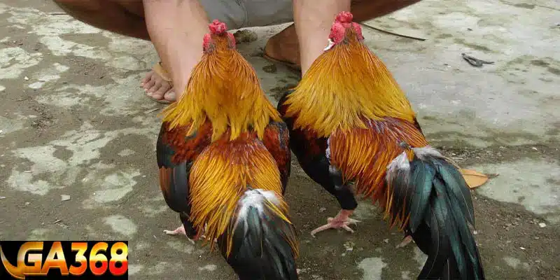 33 loại gà thần kê ai cũng ao ước sở hữu