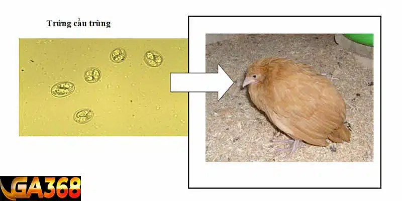 Dấu hiệu mắc bệnh cầu trùng