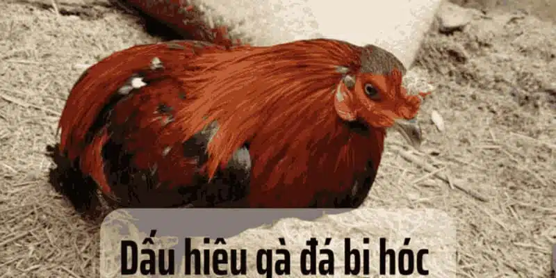 Dấu hiệu cho thấy gà đang bị hóc