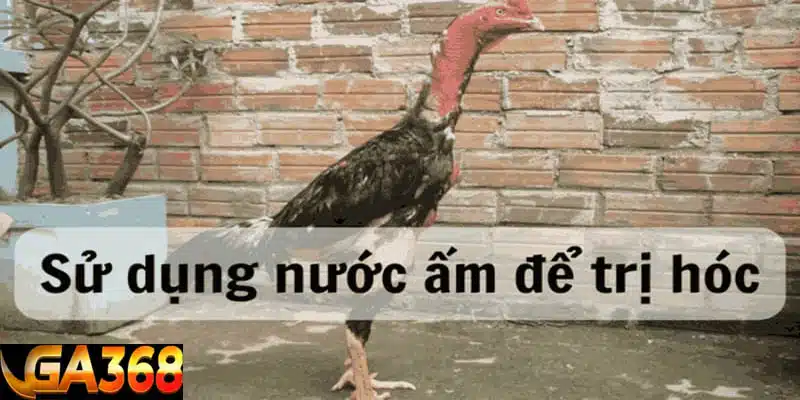 Dùng nước ấm là cách trị gà đá bị hóc hiệu quả