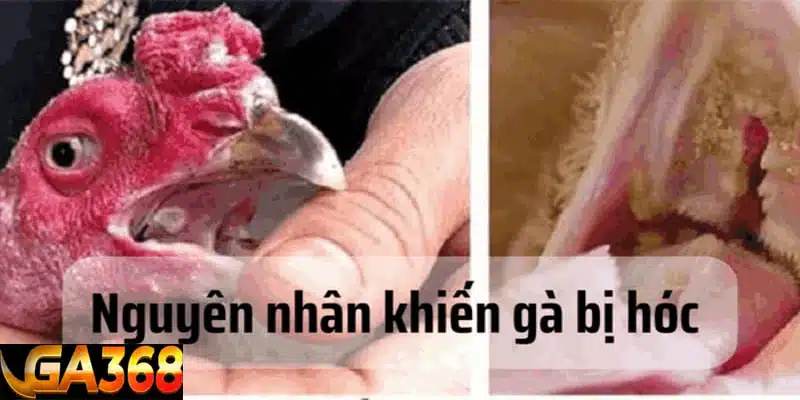 Tình trạng gà đá bị hóc và nguyên nhân