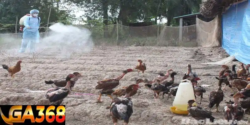 Vệ sinh chuồng trại định kỳ