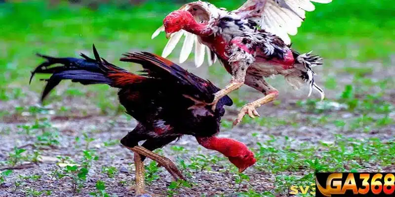 Gà chọi đá 3 hồ nghỉ mấy ngày Bài tập kỳ đòn tăng lực đá cho gà