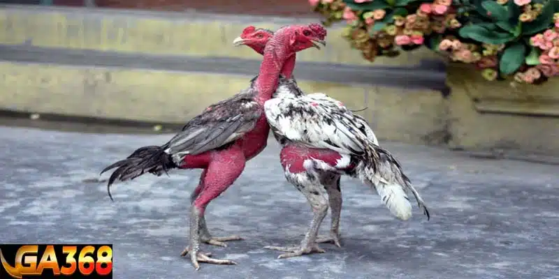 Gà chọi đá 3 hồ nghỉ mấy ngày Giải đáp câu hỏi gà chọi đá 3 hồ nghỉ mấy ngày