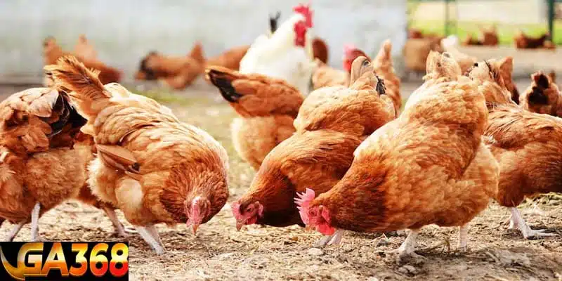 Lời khuyên về tạo môi trường sống cho gà Tạo môi trường lành mạnh cho gà