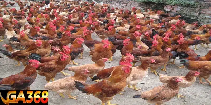Thông tin về thiết kế môi trường sống của gà Thông tin về thiết kế môi trường sống của gà